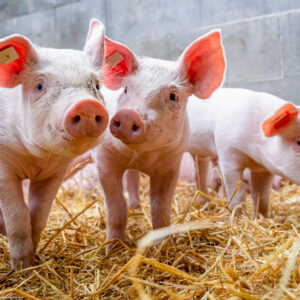 LONOLAC PIGLET LNB